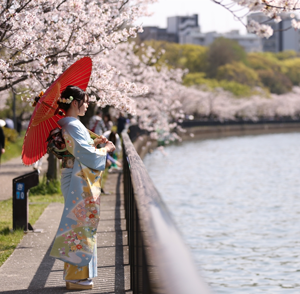 写真とキモノharu